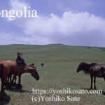 Nomadic Horses in Mongolia