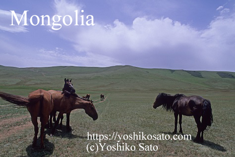 Nomadic Horses in Mongolia