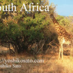 南アフリカで乗馬　Horseback riding in South Africa