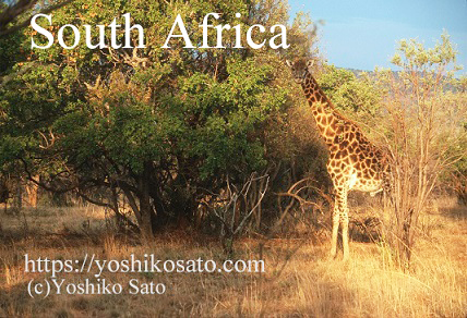 南アフリカで乗馬　Horseback riding in South Africa