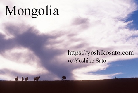 モンゴルのタヒ Takhi in Mongolia